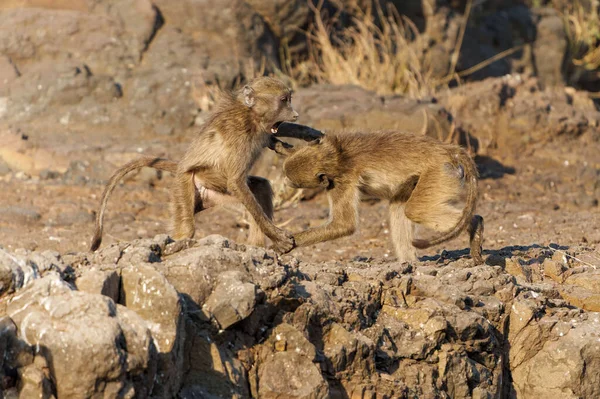 Chacma Baboons Papio Ursinus Also Known Cape Baboon Playing Fighting — Stok fotoğraf