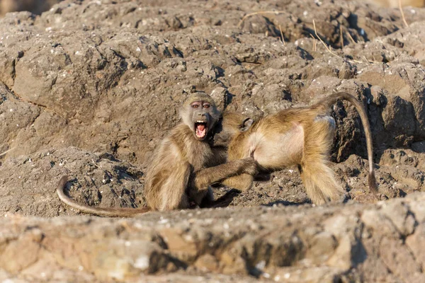 Chacma Baboons Papio Ursinus Известный Мыс Бабуин Играет Борется Заповеднике — стоковое фото