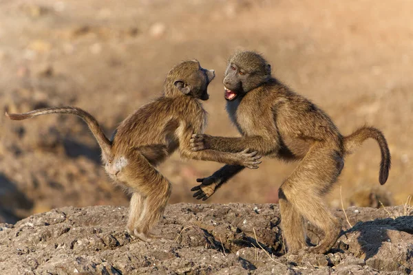 Chacma Baboons Papio Ursinus Also Known Cape Baboon Playing Fighting — стоковое фото