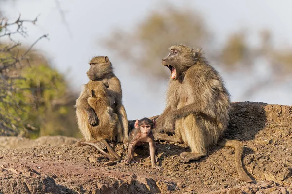 Chacma Baboons Papio Ursinus Also Known Cape Baboon Family Sitting — стоковое фото