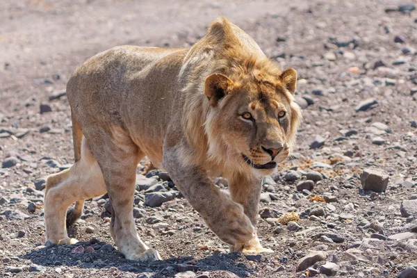 Lion Panthera Leo Male Young Male Hunting Dry Riverbed Mashatu — Fotografia de Stock