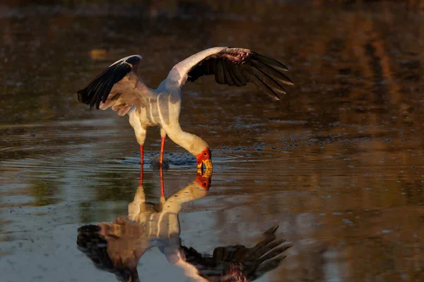 Yellow Billed Stork Mycteria Ibis Searching Food Warm Morning Light — Stock fotografie