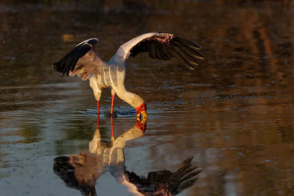 Yellow Billed Stork Mycteria Ibis Searching Food Warm Morning Light — Fotografia de Stock