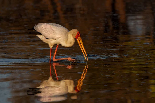 Yellow Billed Stork Mycteria Ibis Searching Food Warm Morning Light — Fotografia de Stock