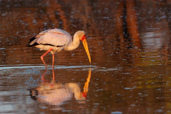 Yellow Billed Stork Mycteria Ibis Searching Food Warm Morning Light — Stock fotografie