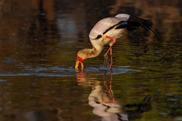 Yellow Billed Stork Mycteria Ibis Searching Food Warm Morning Light — Fotografia de Stock
