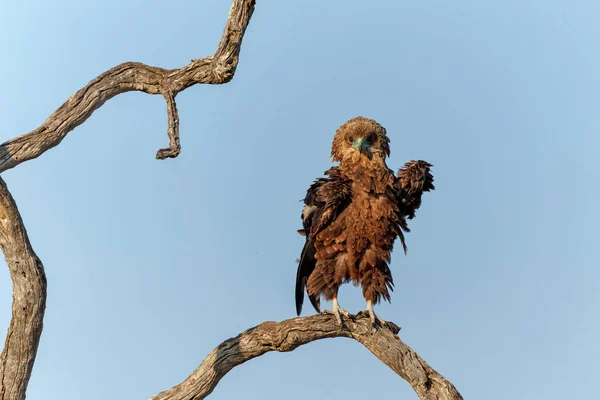 Remaja Bateleur Terathopius Ecaudatus Pohon Dalam Cahaya Hangat Pertama Mempersiapkan — Stok Foto