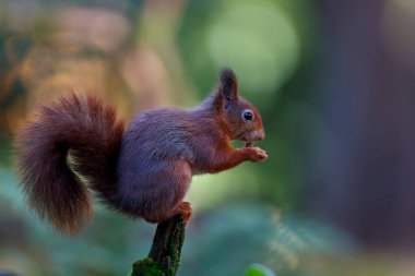 Hollanda 'daki ormanda yiyecek arayan Avrasya kızıl sincabı (Sciurus vulgaris).