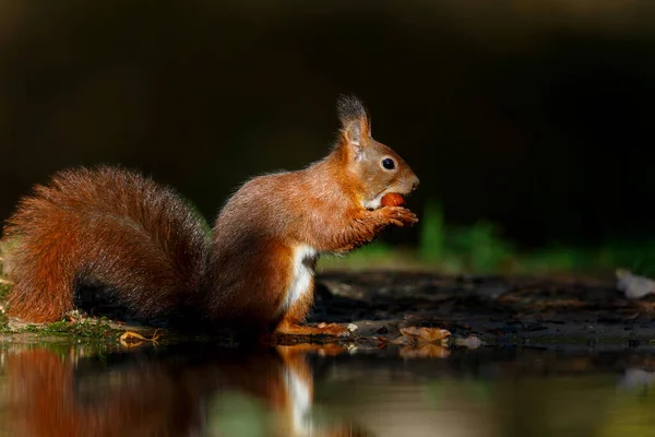 在荷兰森林里觅食的欧亚红松鼠 Sciurus Vulgaris — 图库照片