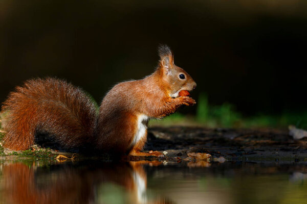 Eurasian Red Squirrel Sciurus Vulgaris Searching Food Forest Netherlands Stock Picture