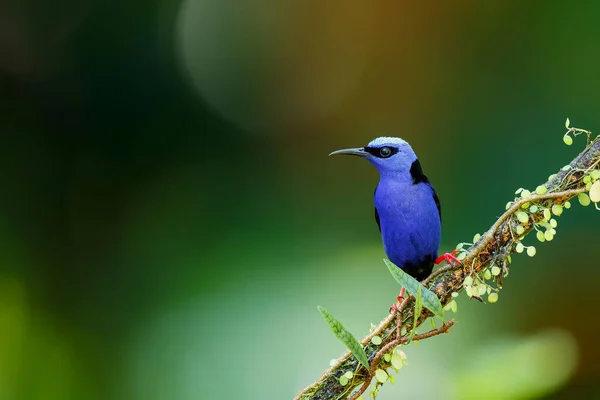 Ένας Κοκκινοπόδης Μελισσοκόμος Cyanerpes Cyaneus Κάθεται Ένα Κλαδί Στο Τροπικό — Φωτογραφία Αρχείου