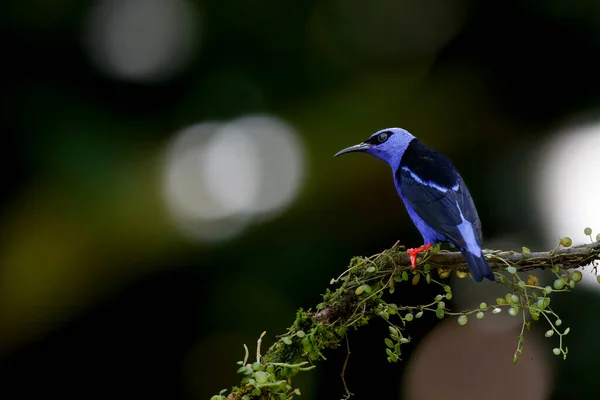 Ein Rotbeiner Cyanerpes Cyaneus Sitzt Auf Einem Ast Regenwald Von — Stockfoto