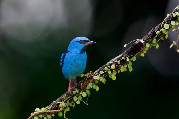 Dacnis Azul Dacnis Cayana Pequeno Pássaro Passeriforme Este Macho Estava — Fotografia de Stock