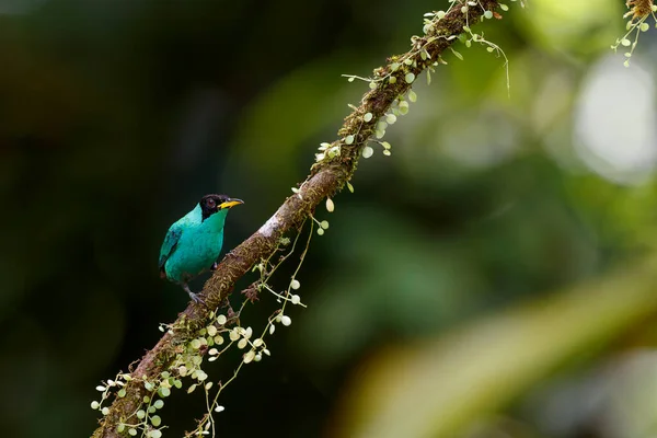 Chlorophanes Spiza Uma Ave Passeriforme Família Chlorophanes Este Macho Estava — Fotografia de Stock