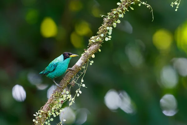 绿蜂鸟 Chlorophanes Spiza 是一种小型的过山鸟 这只雄性动物坐在热带雨林的树枝上 背阴幽暗 复制着一片空间 — 图库照片