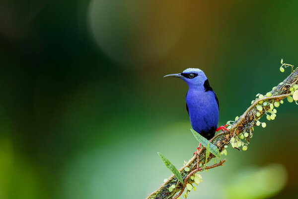 Red Legged Honeycreeper Cyanerpes Cyaneus Sitting Branch Rainforest Costa Rica Stock Picture