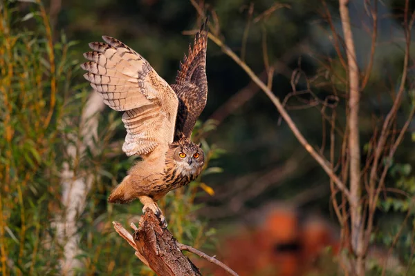 Europeisk Örnuggla Bubo Bubo Som Flyger Över Ängarna Nederländerna — Stockfoto