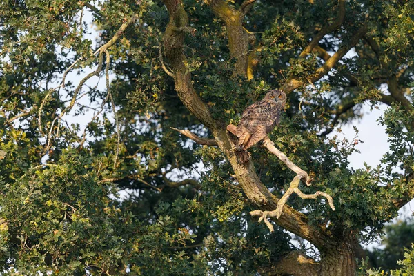 Europeisk Örnuggla Bubo Bubo Som Flyger Över Ängarna Nederländerna — Stockfoto