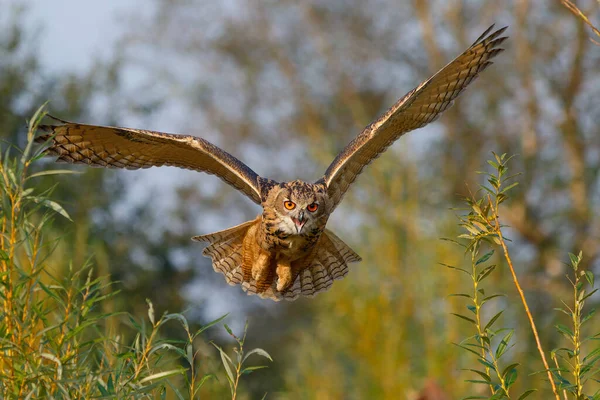 一只欧洲鹰猫头鹰 Bubo Bubo 飞越荷兰的草地 — 图库照片