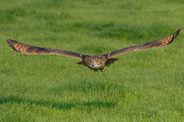 Nad Loukami Nizozemsku Přeletěl Evropský Orel Bubo Bubo — Stock fotografie