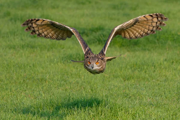 一只欧洲鹰猫头鹰 Bubo Bubo 飞越荷兰的草地 — 图库照片