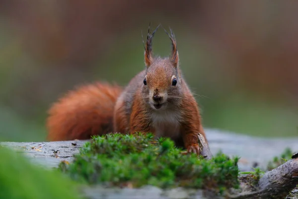 Écureuil Roux Eurasie Sciurus Vulgaris Recherche Nourriture Dans Forêt Aux — Photo