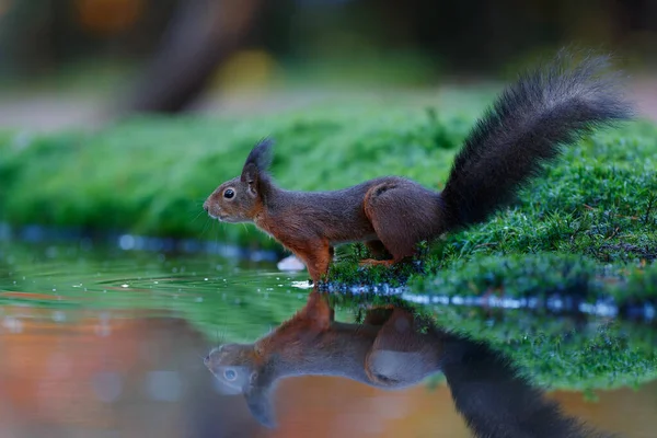 Ardilla Roja Euroasiática Sciurus Vulgaris Que Busca Comida Bosque Los — Foto de Stock