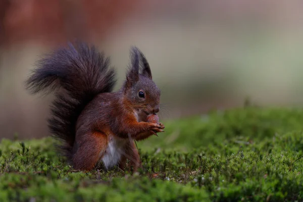 Ardilla Roja Euroasiática Sciurus Vulgaris Que Busca Comida Bosque Los — Foto de Stock