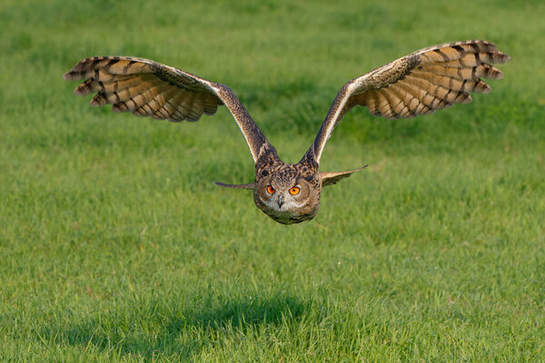European Eagle Owl Bubo Bubo Flying Meadows Netherlands Royalty Free Stock Photos