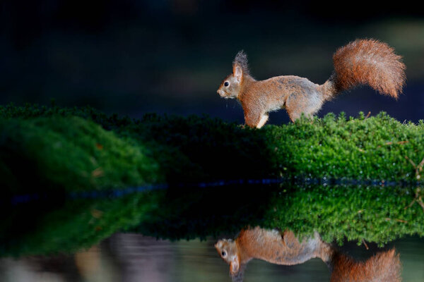 Eurasian Red Squirrel Sciurus Vulgaris Searching Food Forest Netherlands Stock Picture