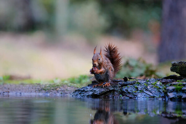 Eurasian Red Squirrel Sciurus Vulgaris Searching Food Forest Netherlands Stock Image