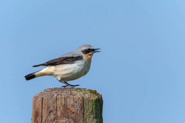  Kuzey buğday sakalı (Oenanthe oenanthe) Hollanda 'daki bir çayırda bir kutupta oturur.                                  