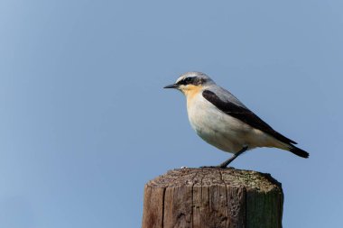  Kuzey buğday sakalı (Oenanthe oenanthe) Hollanda 'daki bir çayırda bir kutupta oturur.                                  