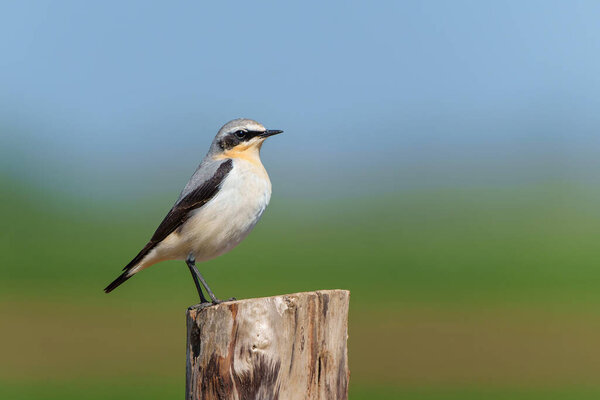 Northern Wheatear Wheatear Oenanthe Oenanthe Sitting Pole Meadow Netherlands Royalty Free Stock Images