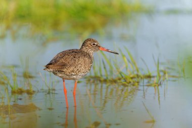 Hollanda 'da bir çayırda küçük bir gölet etrafında yiyecek arayan yaygın Redshank (Tringa totanus) doğal yaşam alanında.                            