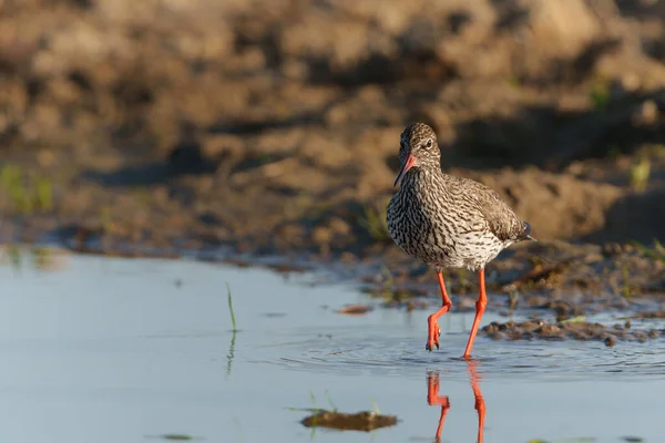 Redshank Comum Tringa Totanus Habitat Natural Procura Alimentos Torno Uma — Fotografia de Stock