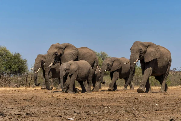 Elefantenherde Läuft Mashatu Wildreservat Tuli Block Botswana — Stockfoto