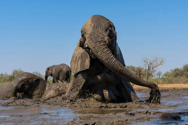 Elefantes Bebiendo Tomando Baño Pozo Agua Reserva Caza Mashatu Tuli — Foto de Stock