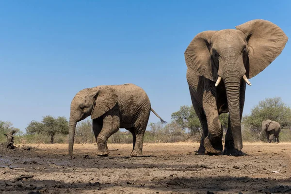 Elefantes Reserva Caza Mashatu Bloque Tuli Botswana Madre Bebé Visitando — Foto de Stock