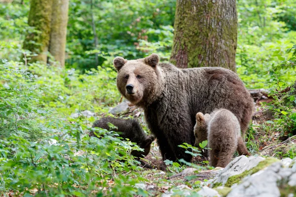 Mãe Urso Marrom Selvagem Com Seus Filhotes Andando Procurando Comida — Fotografia de Stock