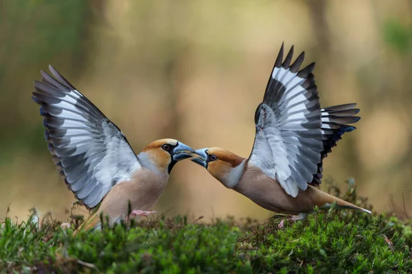 Hawfinch Coccothraustes Coccothraustes Macho Luchando Bosque Noord Brabant Los Países — Foto de Stock