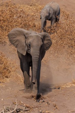 Fil, aile ve bebek, Botswana 'daki Tuli Bloğunda Mashatu oyun parkında bir nehir yatağında içki içmeye gidiyorlar.