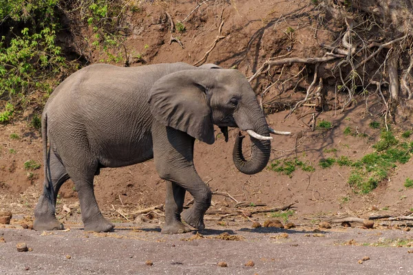 Elefánt Megy Egy Italra Egy Száraz Folyómederben Mashatu Game Reserve — Stock Fotó