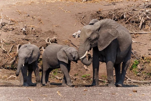 Elefante Famale Bebé Yendo Tomar Una Copa Lecho Río Seco —  Fotos de Stock
