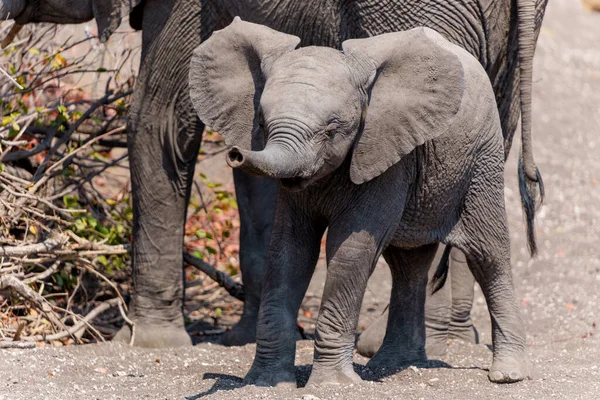 Elefante Famale Bebé Yendo Tomar Una Copa Lecho Río Seco — Foto de Stock