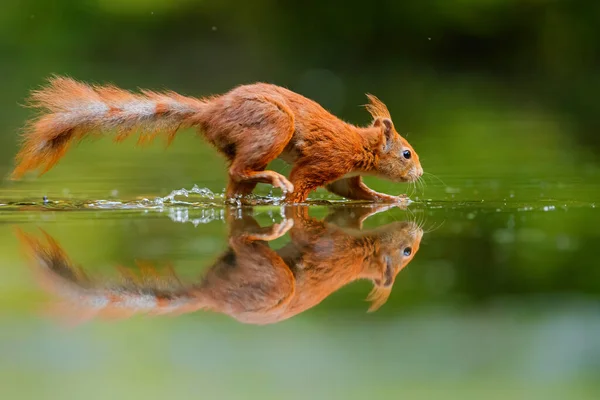 Eurazjatycka Wiewiórka Czerwona Sciurus Vulgaris Poszukuje Pożywienia Lesie Holandii — Zdjęcie stockowe