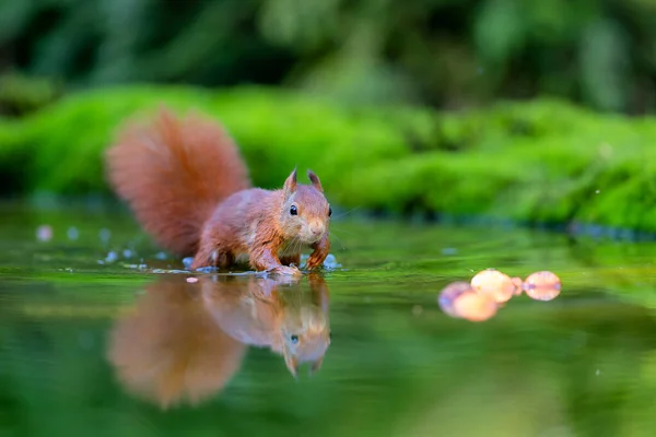 Eurasisches Rothörnchen Sciurus Vulgaris Auf Nahrungssuche Wald Den Niederlanden — Stockfoto