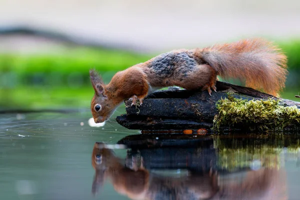 Красная Белка Sciurus Vulgaris Ищет Пищу Лесу Нидерландах — стоковое фото