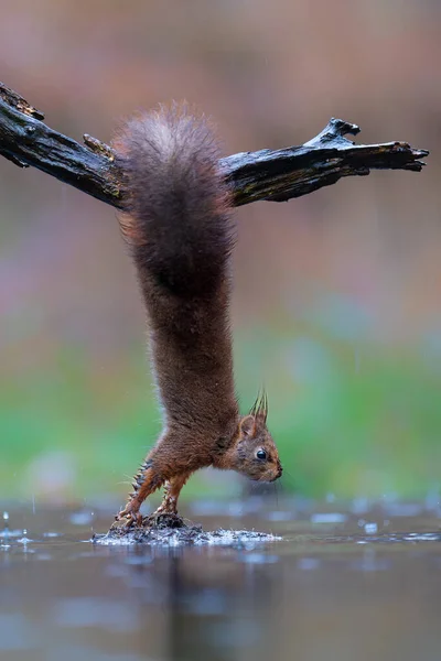 Ardilla Roja Euroasiática Sciurus Vulgaris Que Busca Comida Bosque Los — Foto de Stock