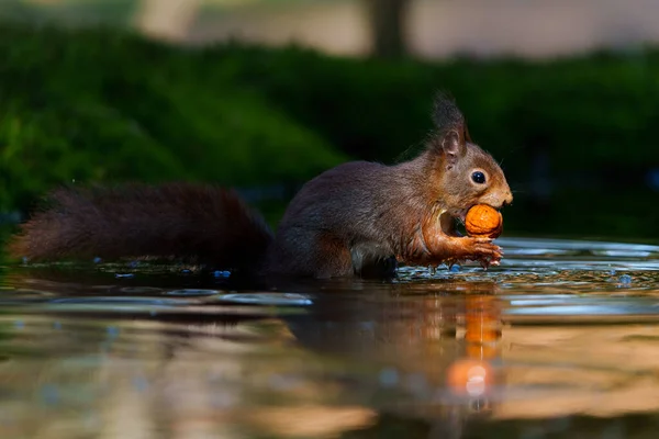 Esquilo Vermelho Eurasiano Sciurus Vulgaris Procura Comida Floresta Holanda — Fotografia de Stock